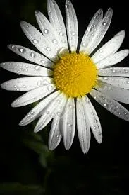 Daisy