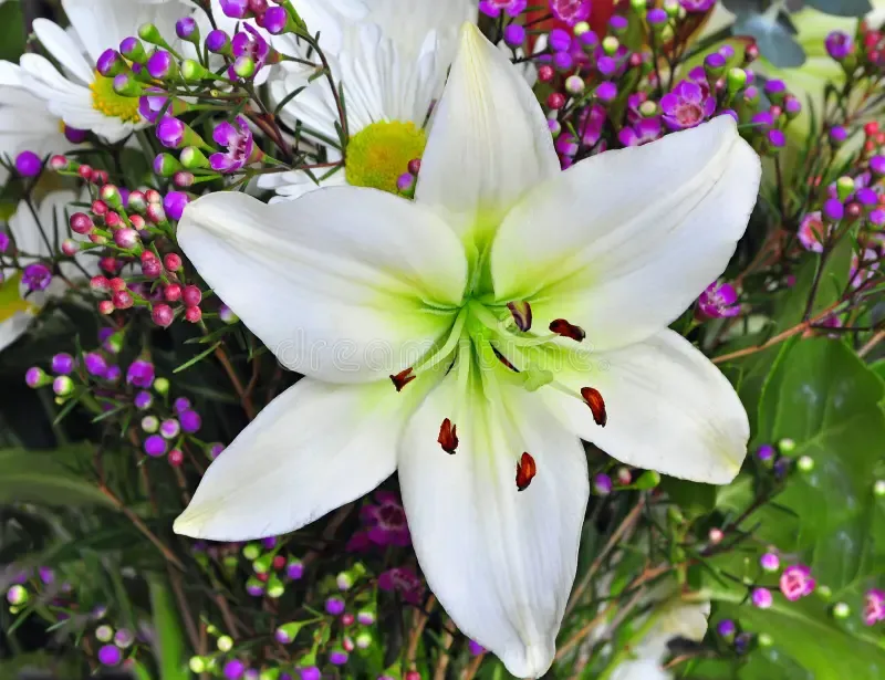 Lily