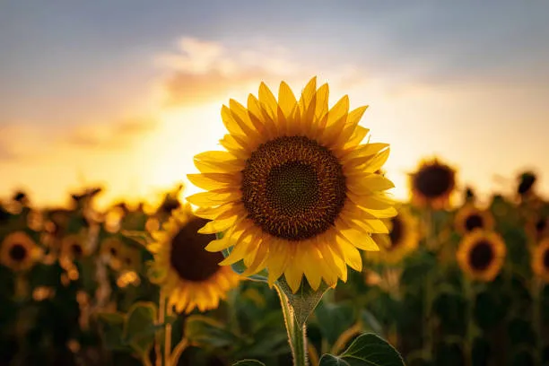 Sunflower